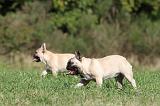 BOULEDOGUE FRANCAIS 588